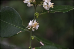 Atalantia monophylla